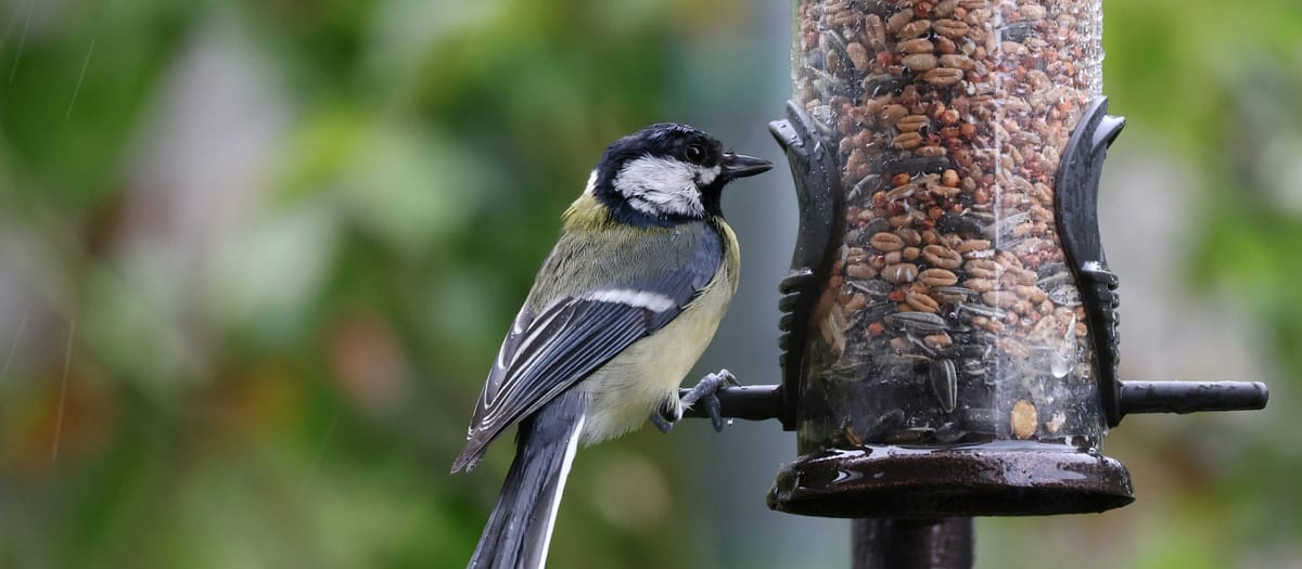 Free Bird Seed Finder: What Type of Bird Seed Do You Need?