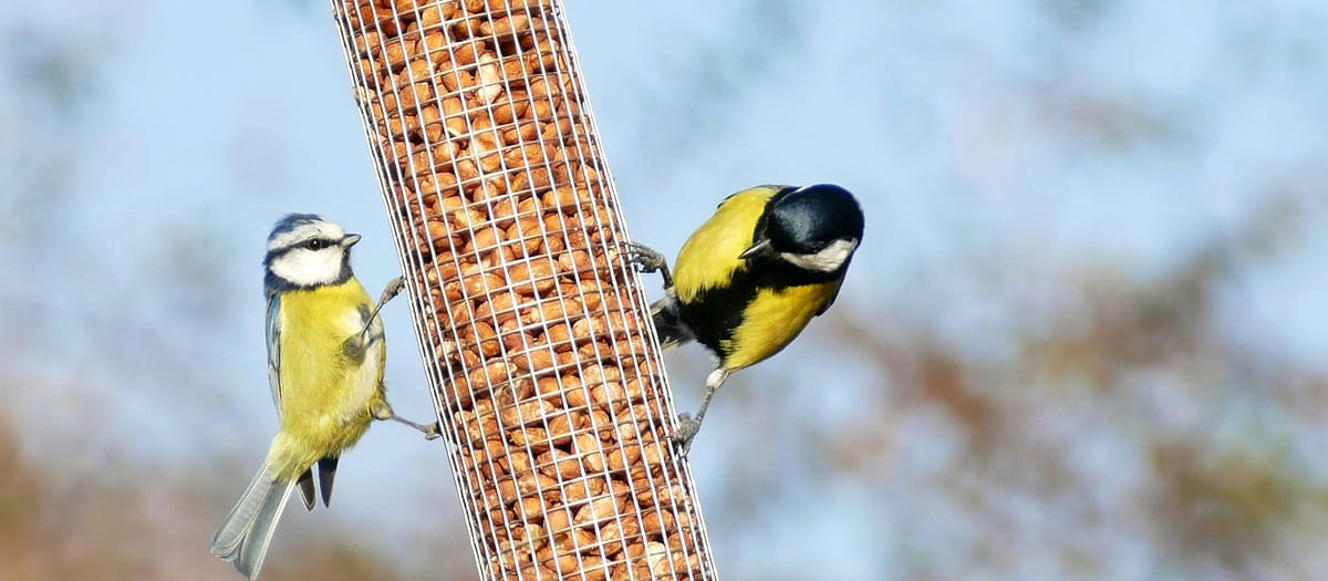 How to Set Up a Bird Feeding Station for Beginners