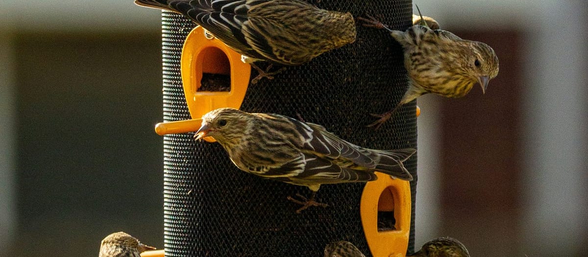 The Complete Backyard Bird Feeder Setup Planner: Your Shortcut to Happy Birds