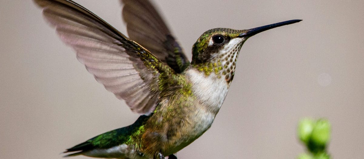What Birds Are in My Backyard in Florida?