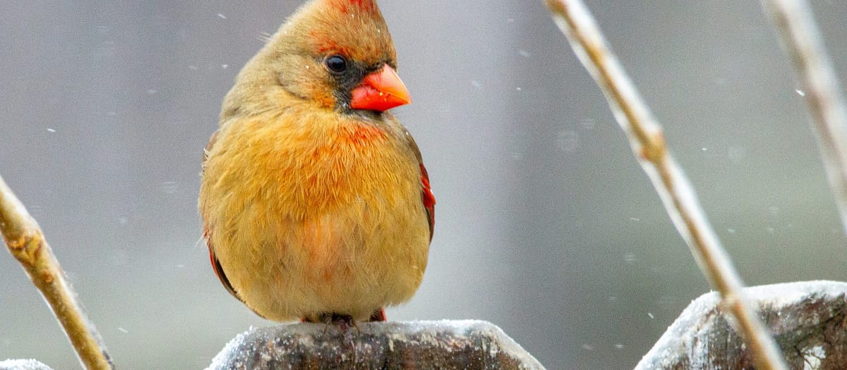 What Birds Are In My Backyard? A Guide to Local Backyard Birds