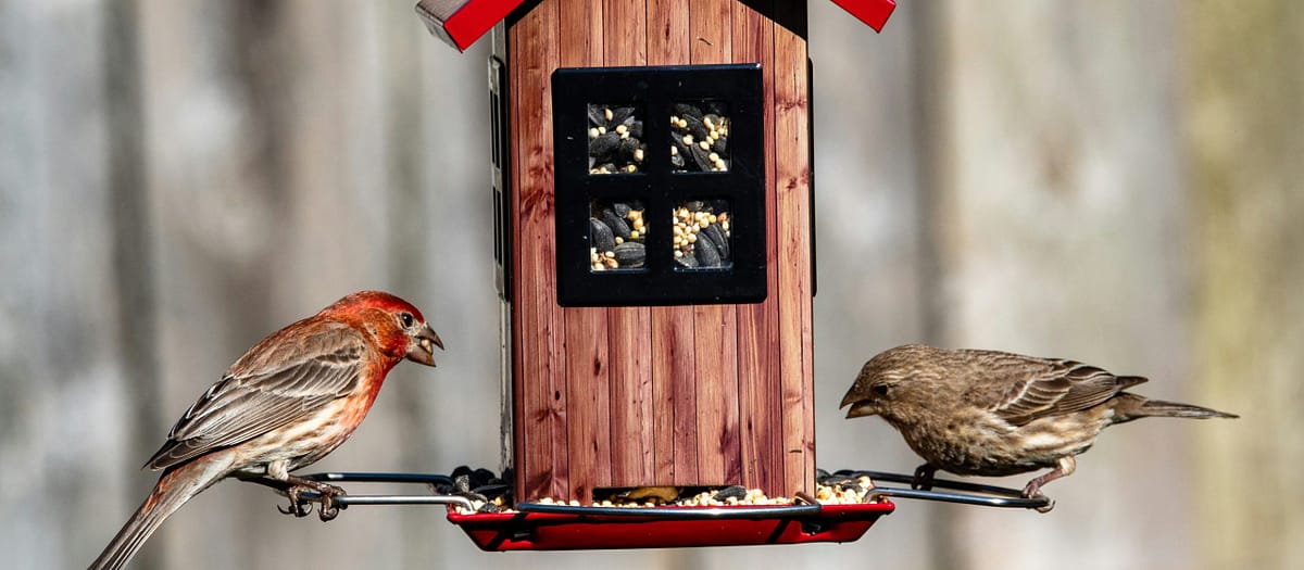 12 Stunning Birds You Can Attract to Your Backyard