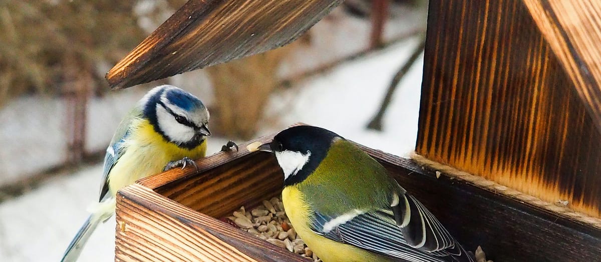 Native Plants to Attract Birds: Complete Planting Guide by Region