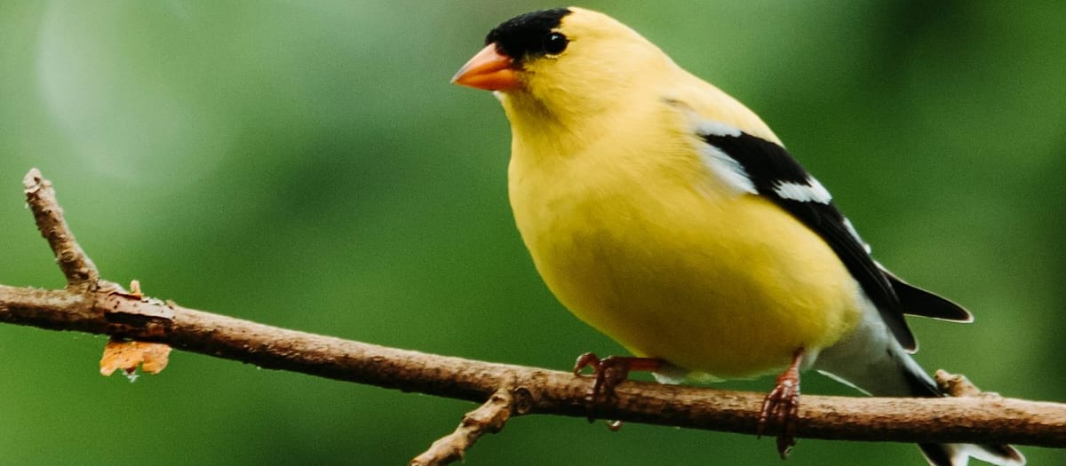 10 Ways to Make Your Yard More Bird-Friendly