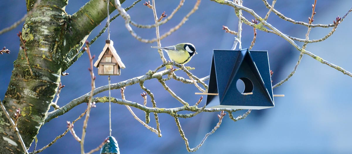 Squirrel-Proof Bird Feeders: Do They Actually Work?