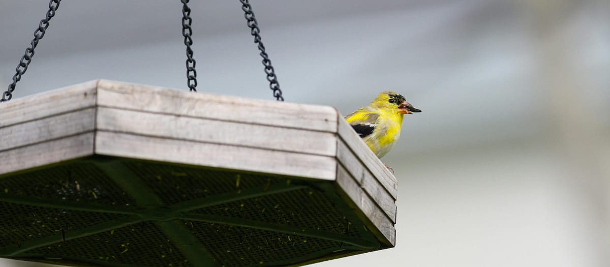 The Difference Between Bird Seed Types Explained