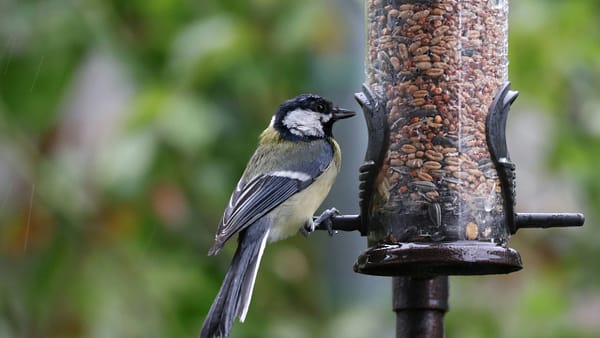 Free Bird Seed Finder: What Type of Bird Seed Do You Need?
