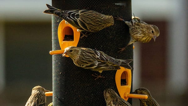 The Complete Backyard Bird Feeder Setup Planner: Your Shortcut to Happy Birds