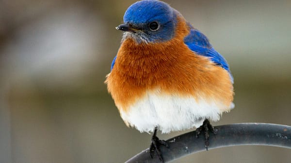 How to Attract Hummingbirds to Your Backyard: A Complete Guide