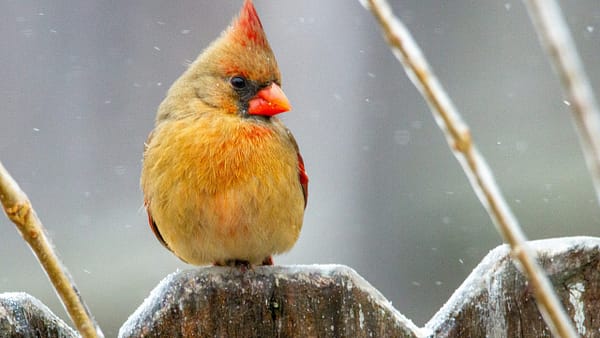 What Birds Are In My Backyard? A Guide to Local Backyard Birds