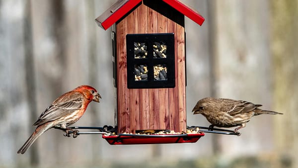 12 Stunning Birds You Can Attract to Your Backyard