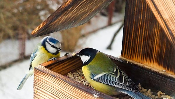 What Birds Are in My Backyard in Arizona?