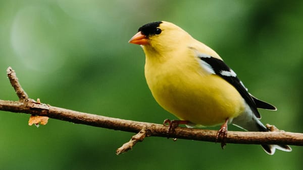 10 Ways to Make Your Yard More Bird-Friendly