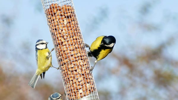 How to Attract Orioles to Your Backyard