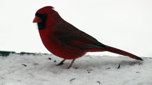 A Beginner’s Guide to Identifying Backyard Birds