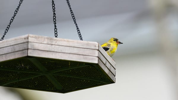 The Difference Between Bird Seed Types Explained