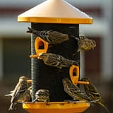 The Complete Backyard Bird Feeder Setup Planner: Your Shortcut to Happy Birds