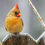 What Birds Are In My Backyard? A Guide to Local Backyard Birds