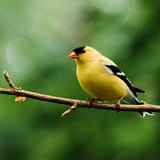 10 Ways to Make Your Yard More Bird-Friendly